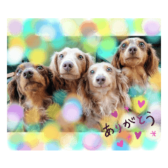 [LINEスタンプ] ウォーターリリーのダックス 1ありがとう