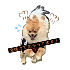 [LINEスタンプ] 相棒ポン太(ポメラニアン)の日常3rd✩.*˚