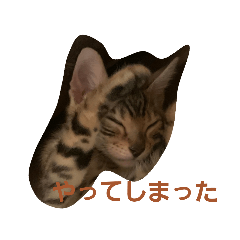 [LINEスタンプ] ベンガル猫のティグ3♥