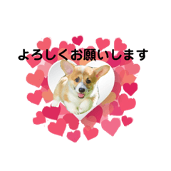 [LINEスタンプ] 仔犬と仔猫の丁寧なご挨拶