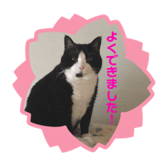 [LINEスタンプ] 我が家にゃん5