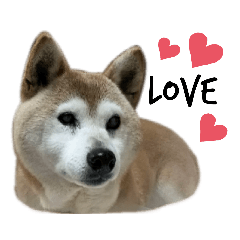 [LINEスタンプ] 柴犬わんわん5
