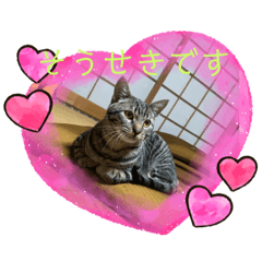 [LINEスタンプ] そうせきSTAMP