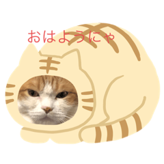[LINEスタンプ] 猫 ミルコのスタンプ
