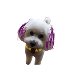 [LINEスタンプ] トイプードル ぴーぷるぴーぽーぷー
