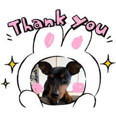 [LINEスタンプ] ミニピン ブラックタン