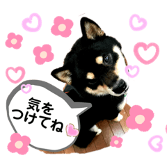 [LINEスタンプ] 黒柴CoCoちゃんのご挨拶♡