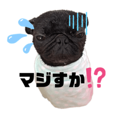 [LINEスタンプ] 黒パグの寅音さん♡