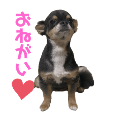 [LINEスタンプ] チワワのうに