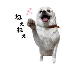 [LINEスタンプ] 赤い首輪の小梅ちゃん