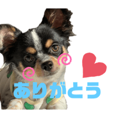 [LINEスタンプ] 大好きクウタ