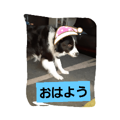[LINEスタンプ] dogスタンプ(U＾ω＾)(U＾ω＾)