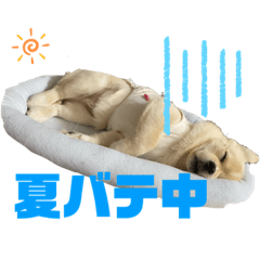 [LINEスタンプ] ペキシバ(むぅ)