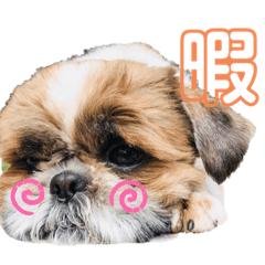 [LINEスタンプ] シーズー祭り4