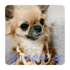 [LINEスタンプ] 大好き♡愛犬スタンプ