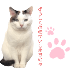 [LINEスタンプ] 星野家の猫たち2