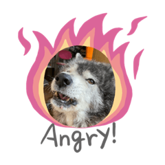 [LINEスタンプ] 可愛い秋田犬とは