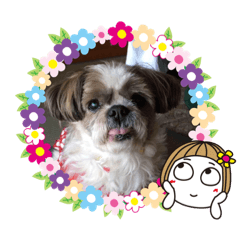 [LINEスタンプ] シーズー(わんちゃん)