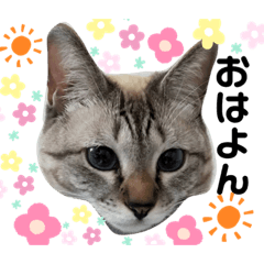 [LINEスタンプ] アンジュスタンプ4