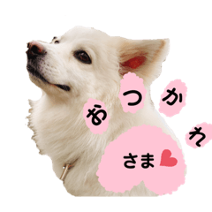 [LINEスタンプ] 愛犬陸2