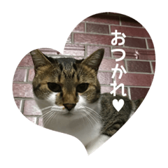 [LINEスタンプ] モジズリ家の猫たち♡