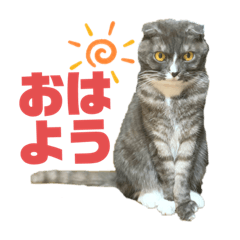 [LINEスタンプ] うちの猫メルとルーシー