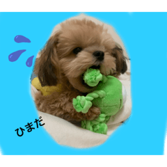 [LINEスタンプ] チワプーべるちゃんのスタンプ