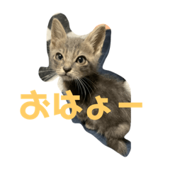 [LINEスタンプ] にゃんこみ