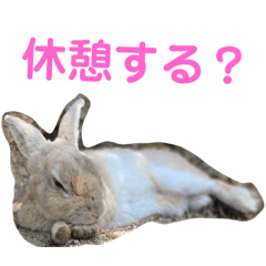 [LINEスタンプ] 大久野うさぎ