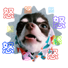 [LINEスタンプ] チワワのフランスタンプ2