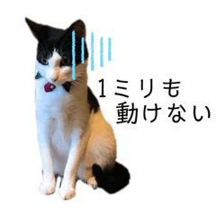 [LINEスタンプ] ムサまる水産