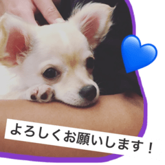 [LINEスタンプ] ウチの妹ビビちゃん