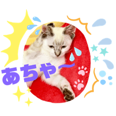 [LINEスタンプ] シャムトラ・ラテちゃん