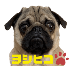 [LINEスタンプ] パグのヨシヒコ