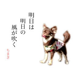 [LINEスタンプ] チワワのちまき