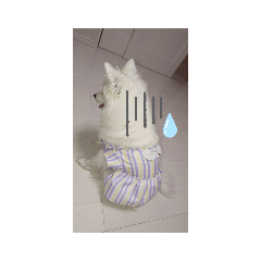 [LINEスタンプ] 日本スピッツのティティちゃん