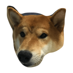 [LINEスタンプ] 柴犬 紋次郎ちゃん