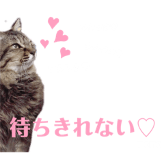 [LINEスタンプ] ちょもらしももちゃん