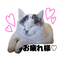 [LINEスタンプ] ねこスタンプ～しろ～