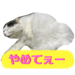 [LINEスタンプ] 大西家のサスケ