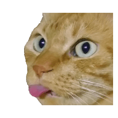 [LINEスタンプ] べーねこ スタンプ