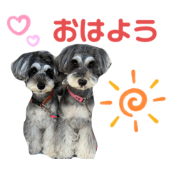 [LINEスタンプ] シュナウォルwith すもも＆あんず