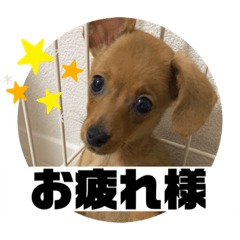 [LINEスタンプ] チップさんスタンプ