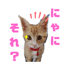 [LINEスタンプ] リンちゃんのスタンプ01