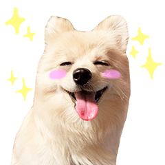 [LINEスタンプ] 毎日使えるポメラニアンのおもちの日常