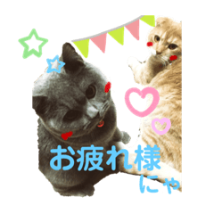 [LINEスタンプ] 日常で使えるにゃんにゃんこスタンプ