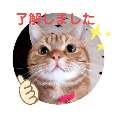 [LINEスタンプ] まーたんスタンプ3