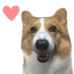 [LINEスタンプ] コーギー犬♡てるくん