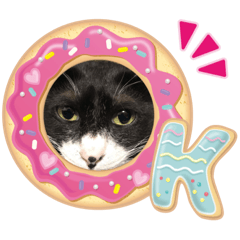 [LINEスタンプ] 出来損ないのハチワレニャンコ