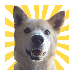 [LINEスタンプ] 雑種犬ピョン吉の丁寧語スタンプ